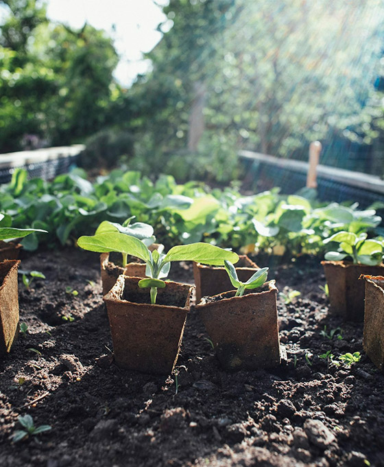 Productos de Jardín