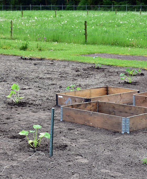 Plantas de Jardín en La Magdalena