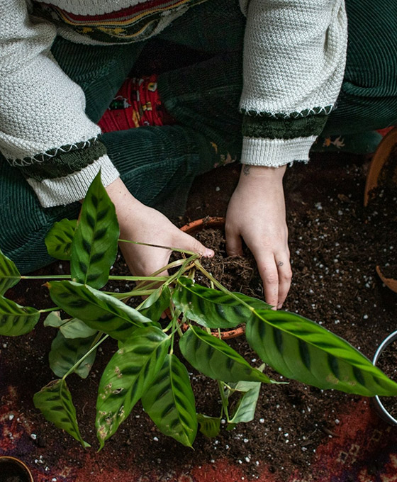 Plantas aromáticas en La Magdalena