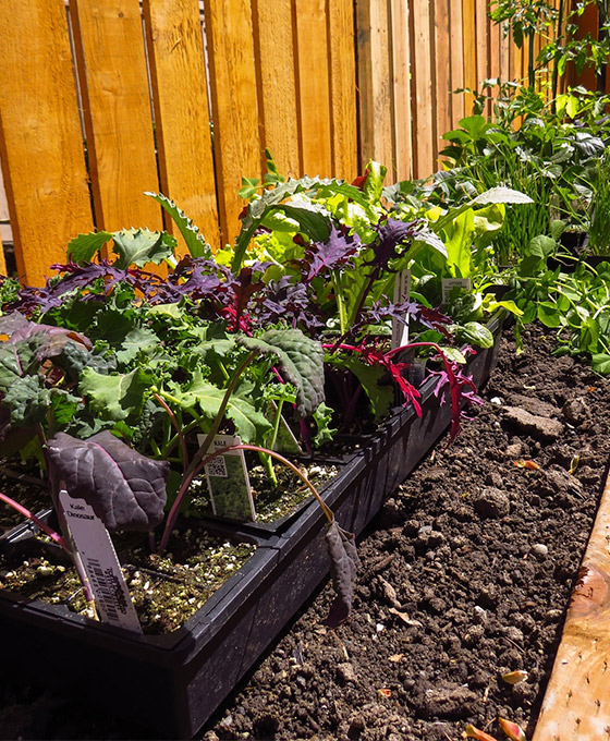 Comprar Verduras en León