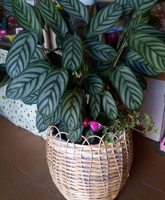 Plantas decorativas