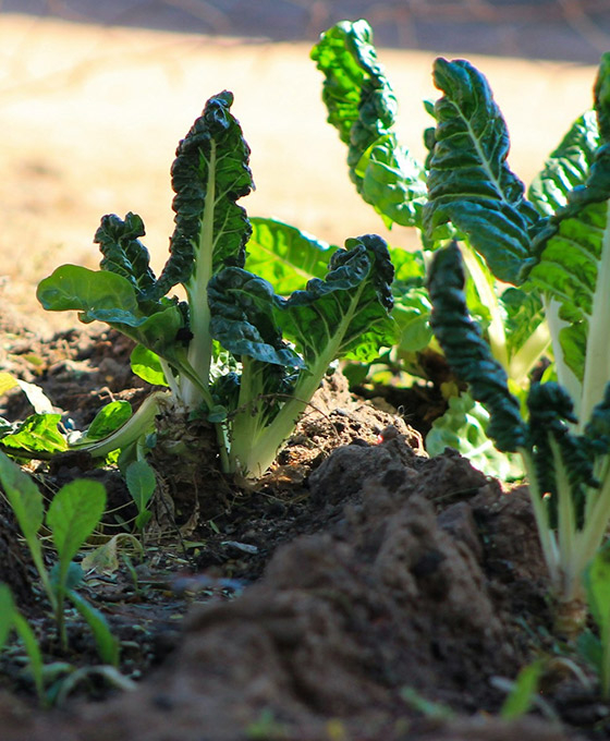 Plantas para el Huerto